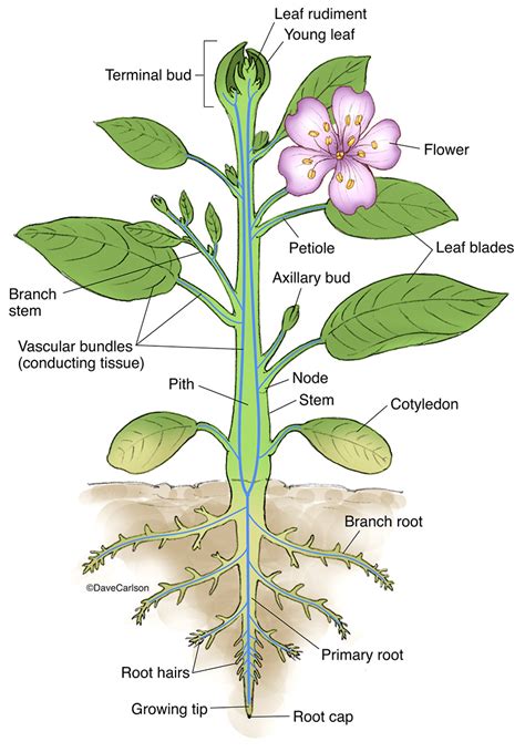 Vascular Plant Structure Carlson Stock Art