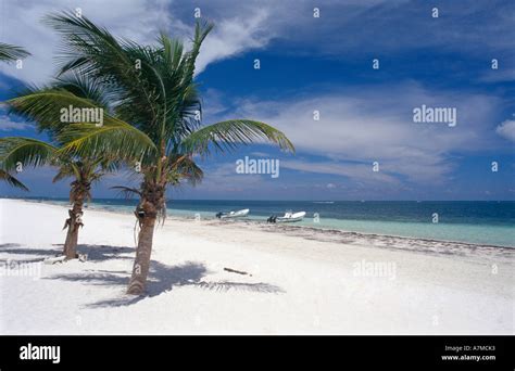 Two Boats And Two Palm Trees On A Beach Yucatan Mexico Stock Photo Alamy