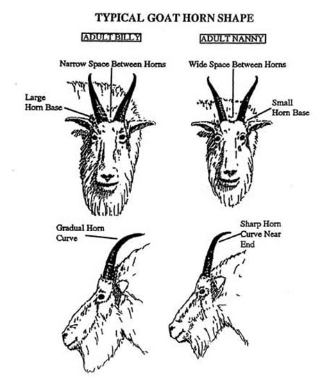 Typical Goat Horn Shape Mountain Goats Pinterest Horns Shape And