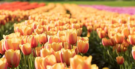 One Of Canadas Most Beautiful Tulip Festivals Has