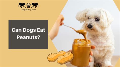 Can Dogs Eat Peanuts Is Peanut Butter Safe For Dogs
