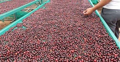 Carbonic Maceration In Coffee Processing Album On Imgur