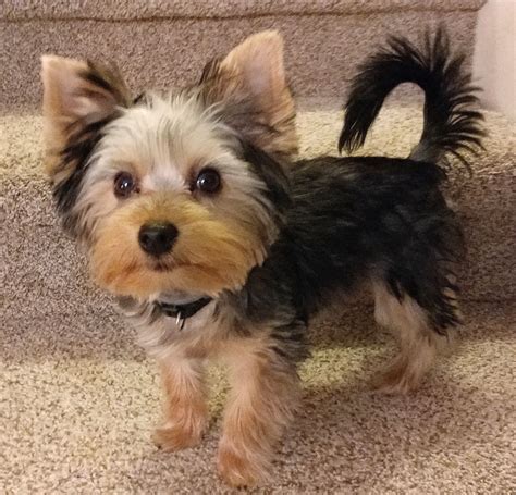 Hes An Awfully Cute Little Boy My Yorkie Pup With A Tail Cute