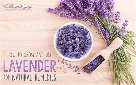 Lavender Uses Benefits And How To Grow It Lavender Uses Natural