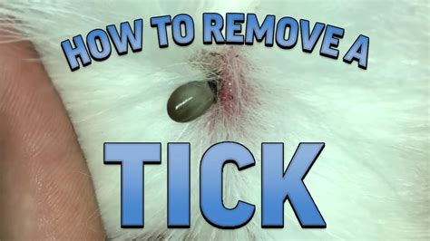 Real Live Tick How To Remove A Tick From Your Dog Safely And Easily