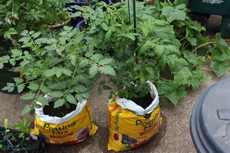 Potting Soil Bag Gardening