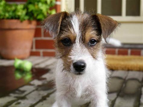 Jack Russell Wire Haired Terrier For Sale Petsidi