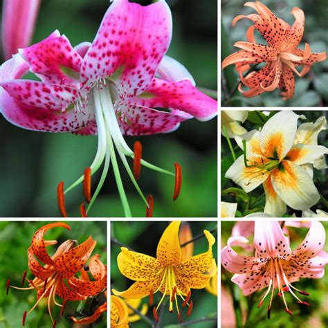 Colorful Tiger Lily Bulbs For Sale Wild About Tiger Lily Mix Easy