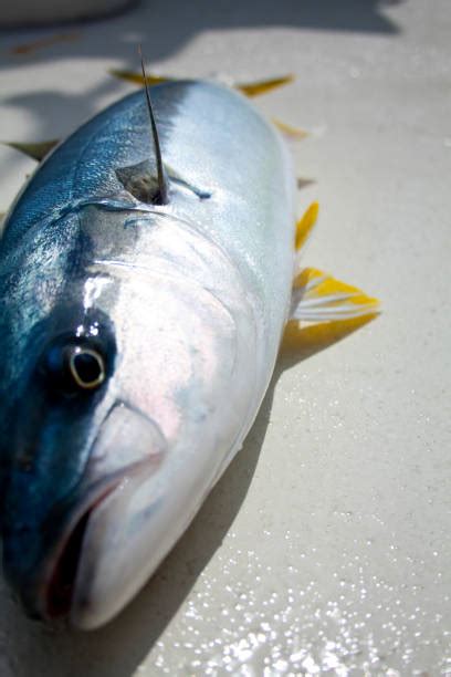 100 Yellowtail Amberjack Photos Stock Photos Pictures And Royalty Free