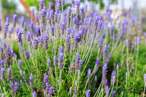 Lavender French Harlow Gardens