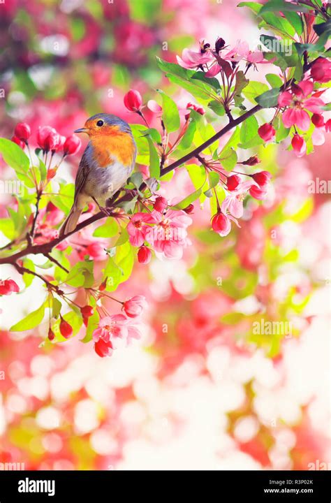 Bird Robin Sitting On A Branch Of A Flowering Pink Apple Tree In The
