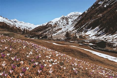 Crocus Mountain Mountain Crocus Snow Flower Field Winter Hd