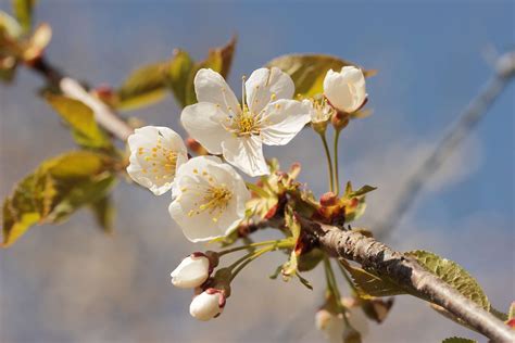 Apple Blossom Bloom Blossom Fruit Tree Nature Spring White 4k