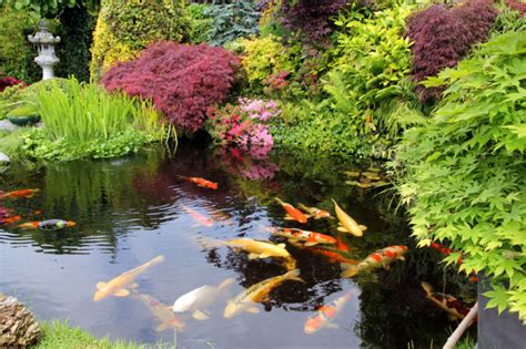 Then dig the hole and cover it with a pond lining. 6 tips on how to build and maintain a koi carp pond