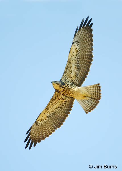 Swainsons Hawk Raptors Falcons Eagles Falconry Birds Raptors