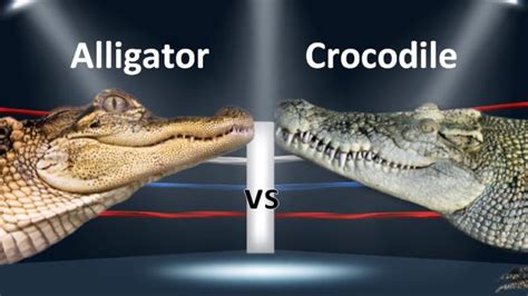 Difference Between An Alligator And A Crocodile