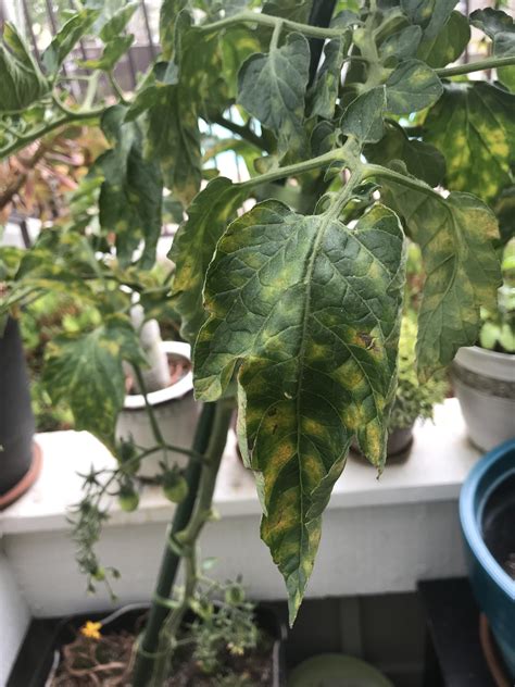 Help Please Blotchy Tomato Leaves Rtomatoes