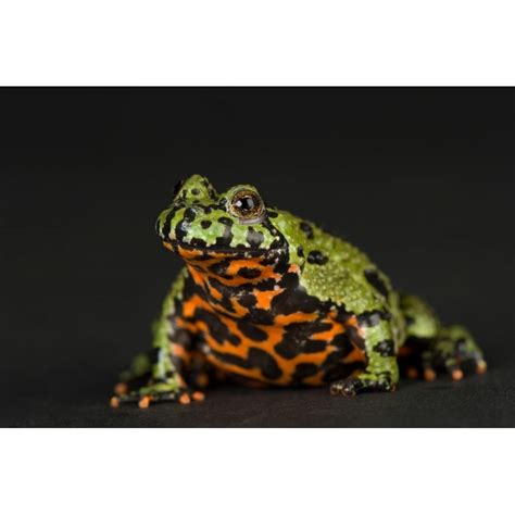 Fire Bellied Toads Bombina Orientalis