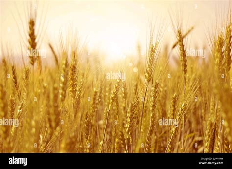 Yellow Wheat Plant With Sunshine Whole Grain Food Stock Photo Alamy
