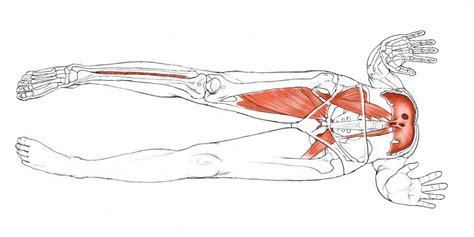 Adho mukha svanasana is a pose that is often used as a link between standing poses and poses performed on the belly. Yoga Anatomy: Upward-Facing Dog - Sonima