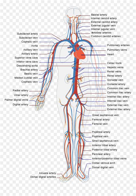 Human Body Veins Diagram