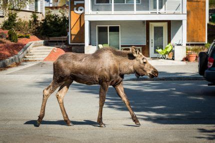 A big juicy moose knuckle for me. Alaska motorcyclist dies after colliding with moose - A ...