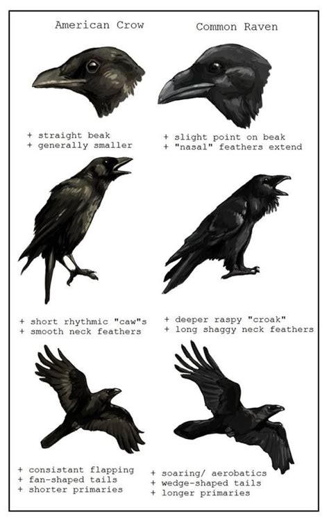 American Crow And Common Raven Comparison Chart Crow Raven Crows Ravens
