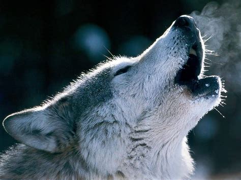 The science and techno world: Scientists unravel mystery why wolves cry