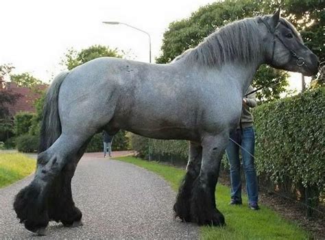 This Absolute Unit Of A Shire Horse Rabsoluteunits