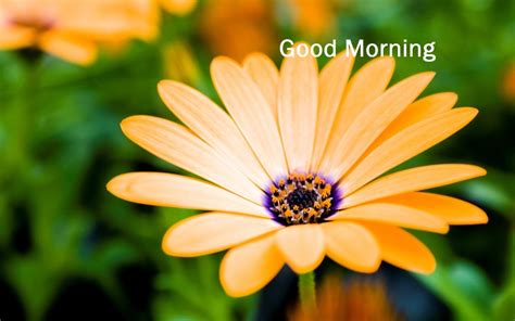 Good Morning Wishes With Flowers Pictures Images
