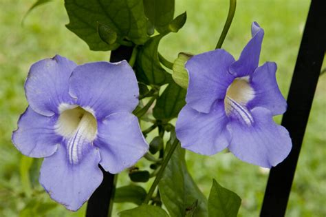 Check spelling or type a new query. Two Purple Flowers of a Sky Vine | ClipPix ETC ...