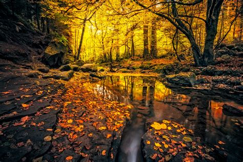 Autumn Forest Stream Papel De Parede Hd Plano De Fundo 2000x1333