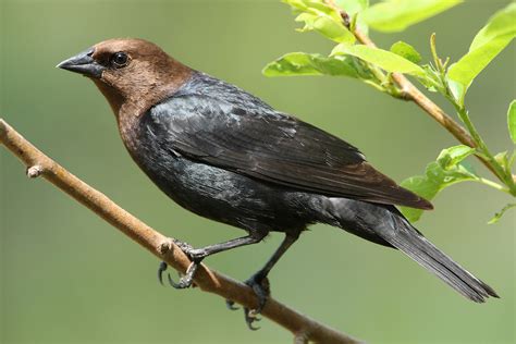 Brown Headed Cowbird Coniferous Forest