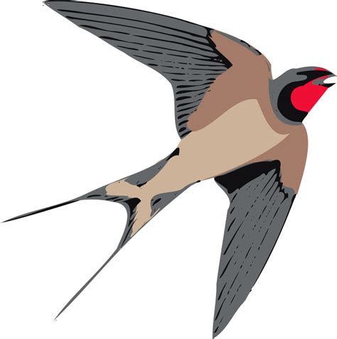 Swallow Png Transparent Image Download Size 794x800px