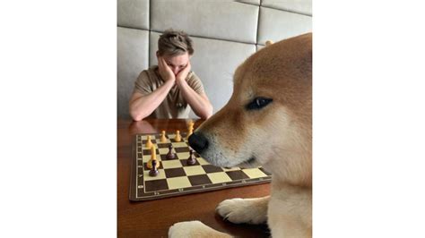 Dog Playing Chess Know Your Meme