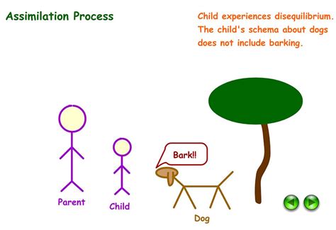 Accommodation And Assimilation In Psychology Piaget S Schema
