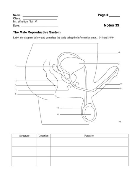 36 Label The Parts Of The Male Reproductive System Labels 2021