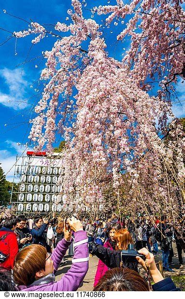 Japan Japan Tokyo City Ueno District Ueno Park Cherry Blossoms