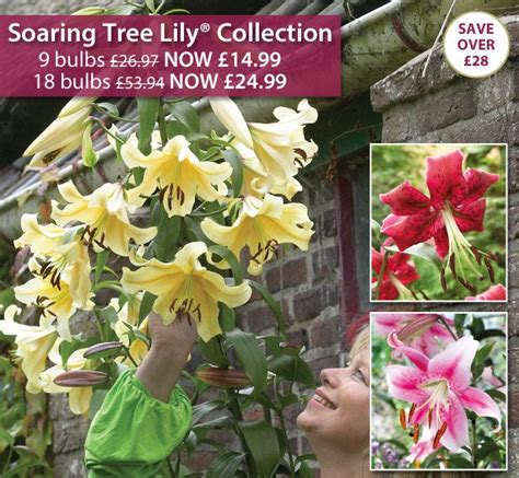 thompson and morgan gigantic lily ‘pretty woman now 99p a bulb milled