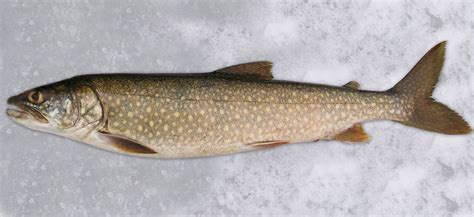 5 Types Of Trout In Colorado And Where To Find Them On Your Next