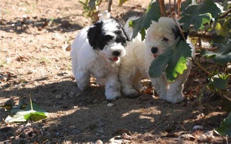 The cockapoo is a mix between the cocker spaniel and poodle. Cockapoo Puppies for Sale in San Diego, California Classified | AmericanListed.com