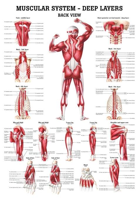 For a given homunculus group, we calculated the deviation ratio as the number of muscles with positive deviation divided by the total number of muscles in the group (table 2). Best 25+ Muscular system ideas on Pinterest | Human muscle anatomy, Muscle chart anatomy and ...