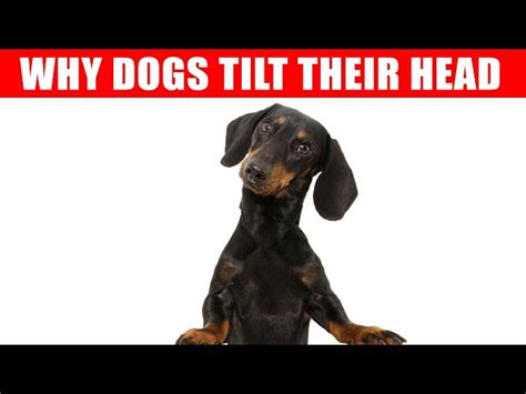 Why Do Dogs Tilt Their Head Unveiling The Canine Curiosity