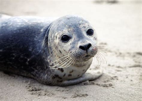 New Research Finds Baby Seals Can Change Their Tone Of Voice A Rare