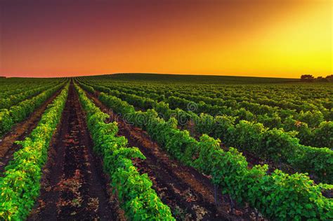 Beautiful Sunset Over Vineyard Field In Europe Stock Image Image Of