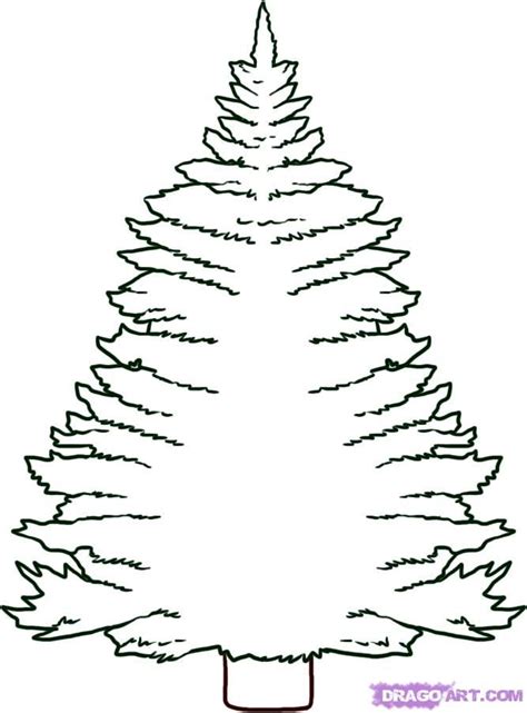 Pine Tree Colouring Page Clip Art Library