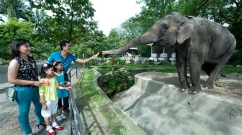 The zoo became a home to 5140 animals, among which 459 different species. Promo Harga Tiket Zoo Negara Terbaru 2020