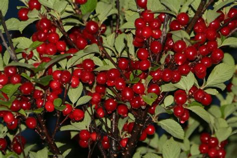 Jun 02, 2016 · nanking cherry bushes make a beautiful ornamental shrub or hedge, and are loaded with little edible cherries delicious straight off the bush. Forum: Nanking Cherry (Prunus Tomentosa)