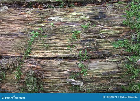 Texture Of Old Rotten Woodlying In The Forestdesign Background Stock