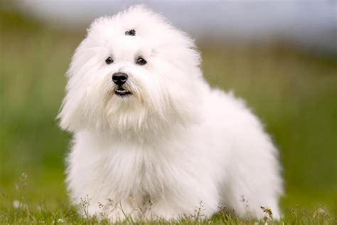 Maltese Vs Coton De Tulear How To Tell The Difference